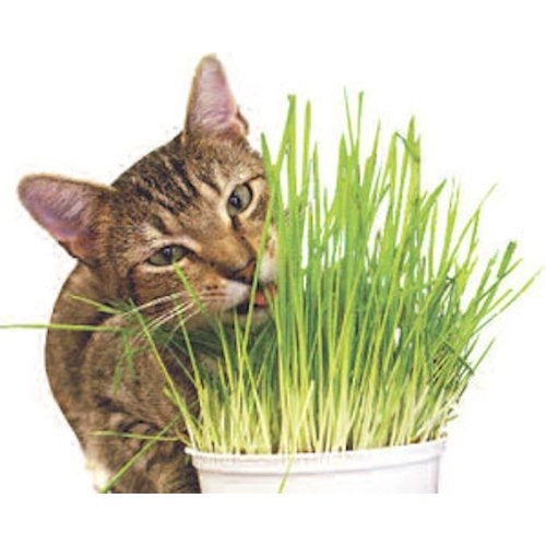 GARDEN KNIGHT™ Cat Grass Seed Packs (Approx. 6000 seeds)