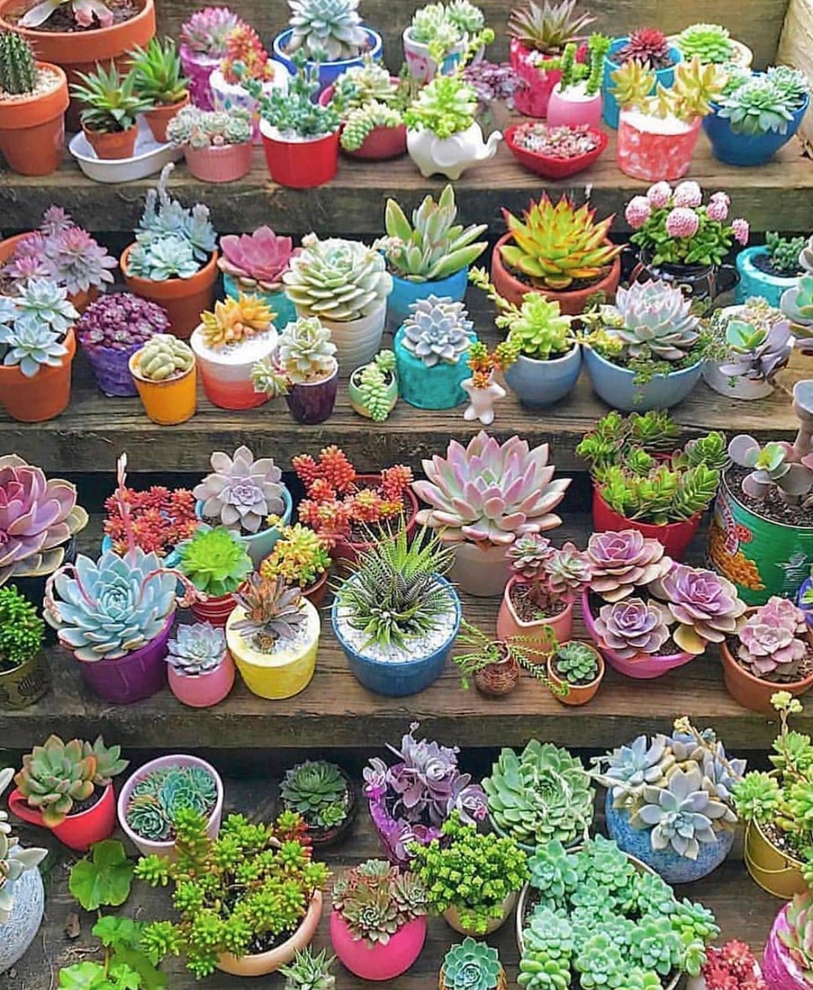 succulents online