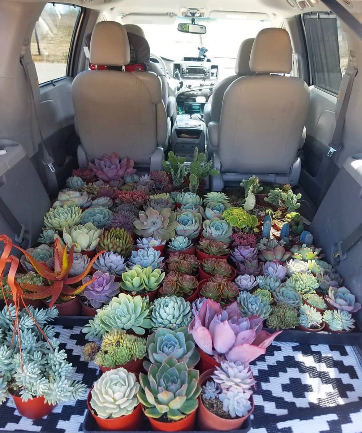 succulents for sale