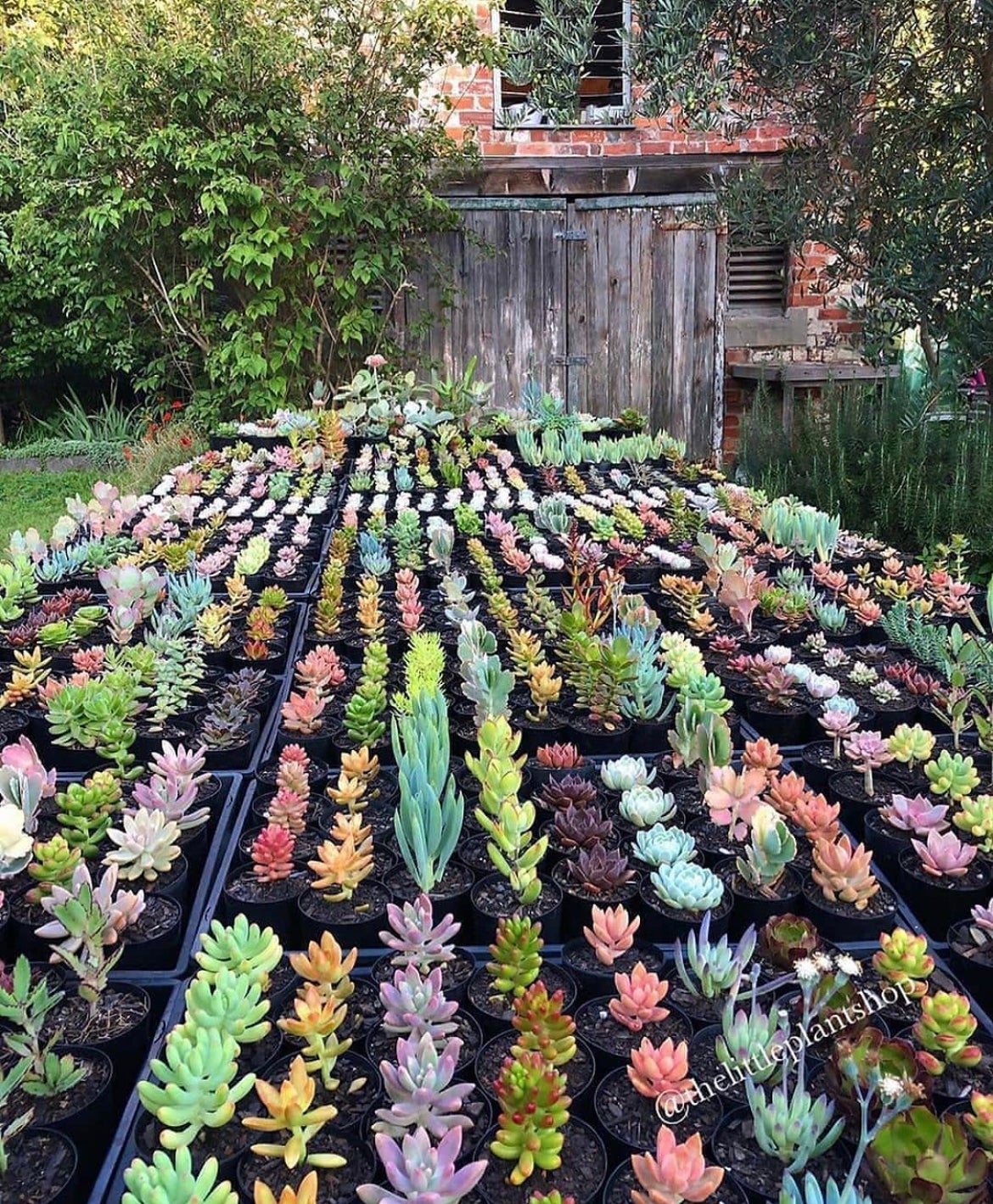 succulents eBay