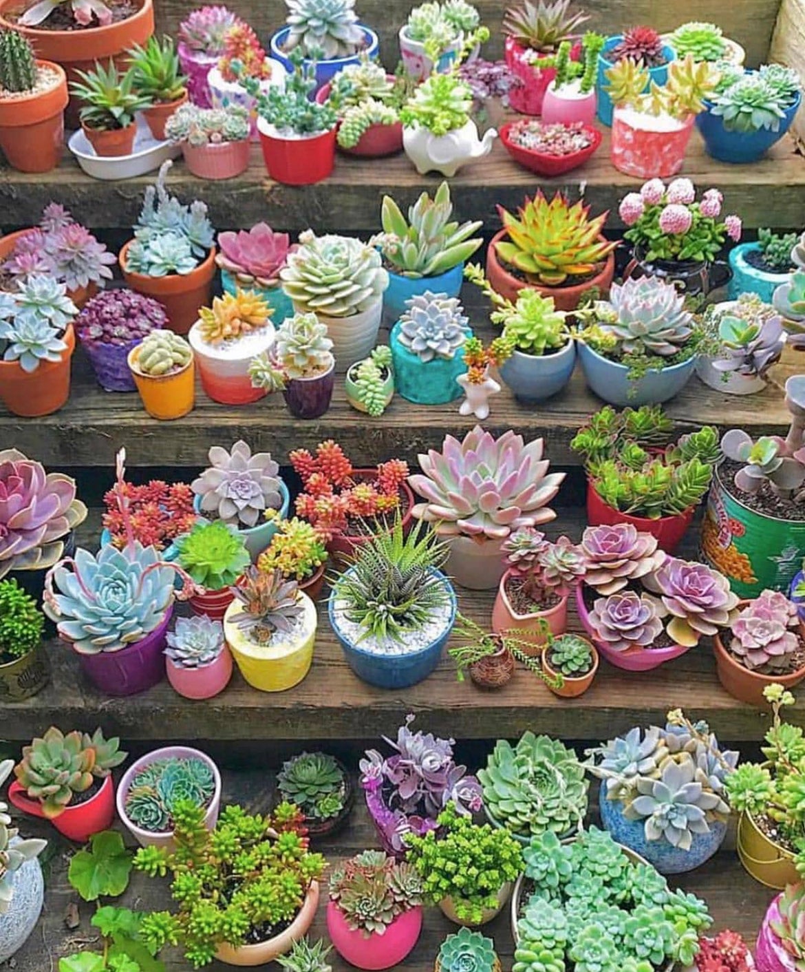 succulents online australia