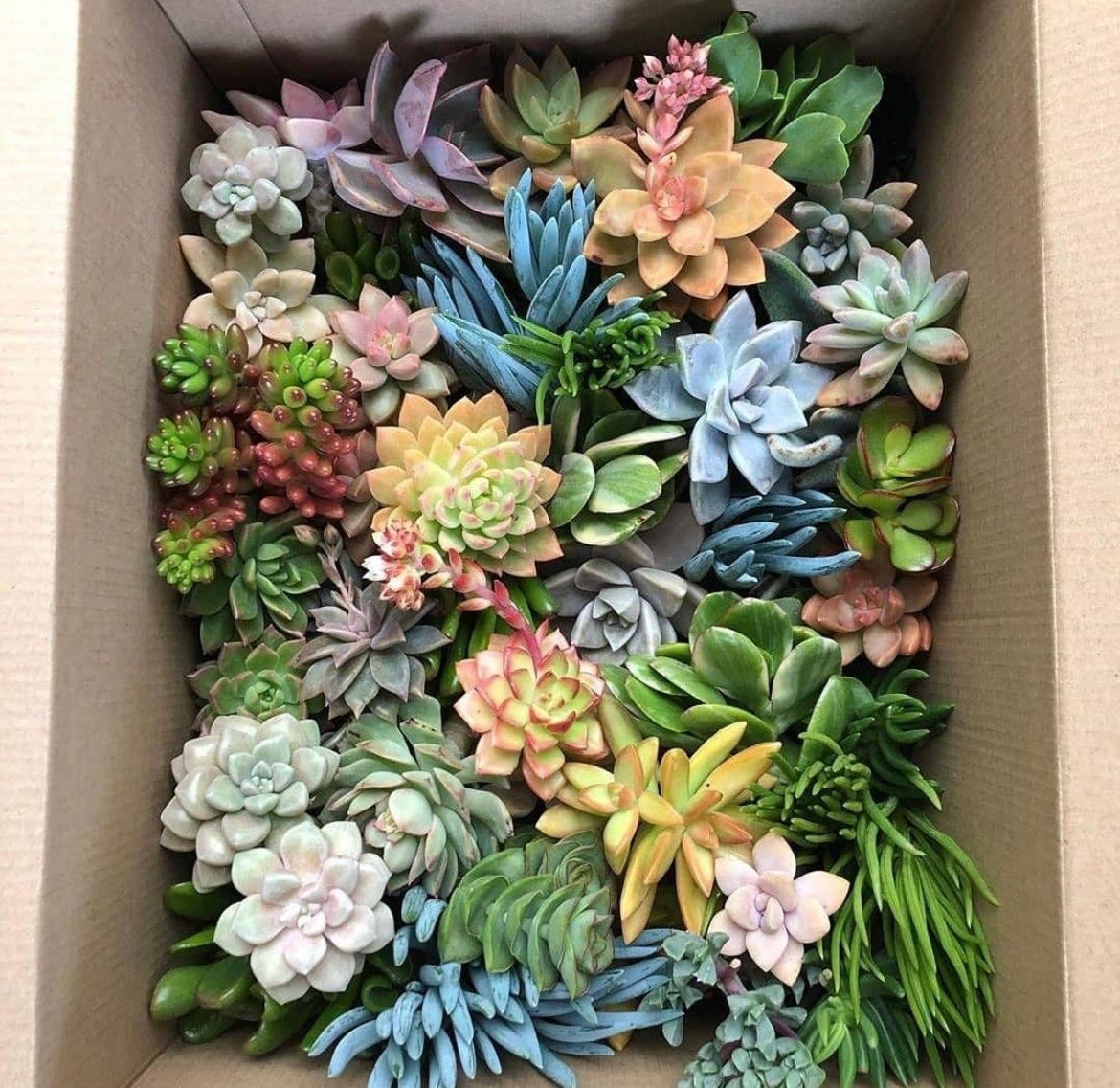 succulents Australia sales