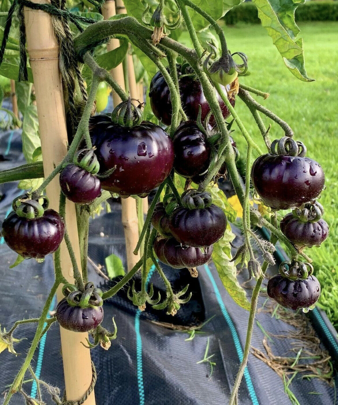 GARDEN KNIGHT™ Fresh Tomatoes Seeds