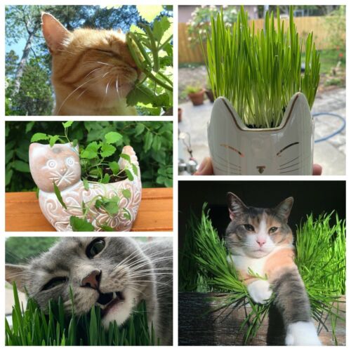 GARDEN KNIGHT™ Cat Grass Seed Packs (Approx. 6000 seeds)