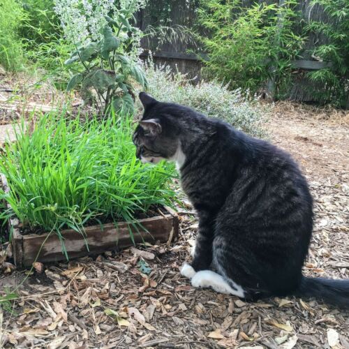 GARDEN KNIGHT™ Cat Grass Seed Packs (Approx. 6000 seeds)