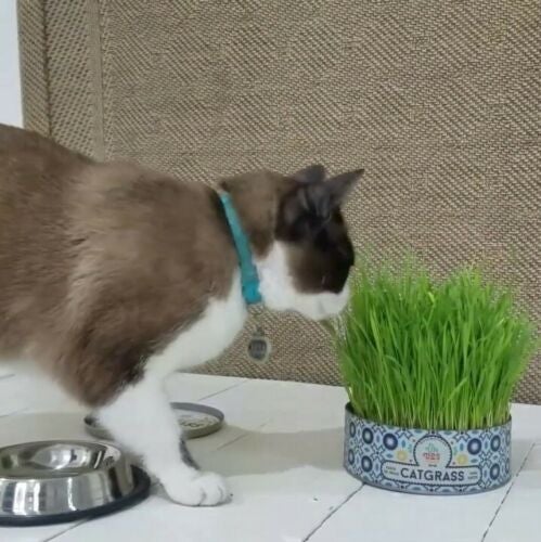 GARDEN KNIGHT™ Cat Grass Seed Packs (Approx. 6000 seeds)