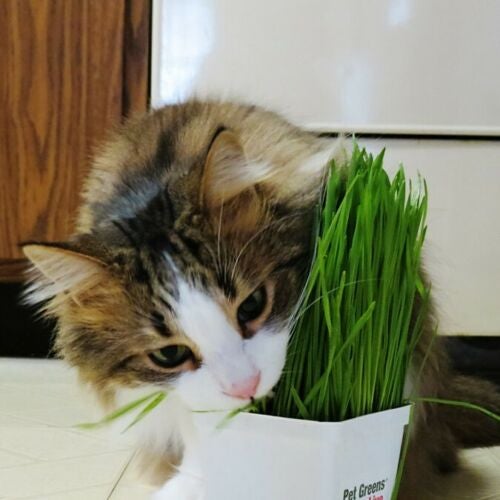 GARDEN KNIGHT™ Cat Grass Seed Packs (Approx. 6000 seeds)