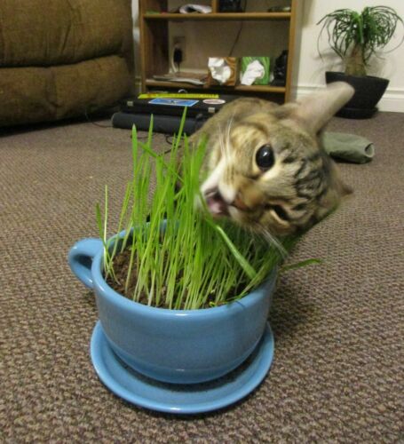 GARDEN KNIGHT™ Cat Grass Seed Packs (Approx. 6000 seeds)