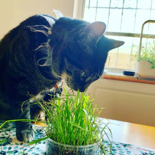 GARDEN KNIGHT™ Cat Grass Seed Packs (Approx. 6000 seeds)