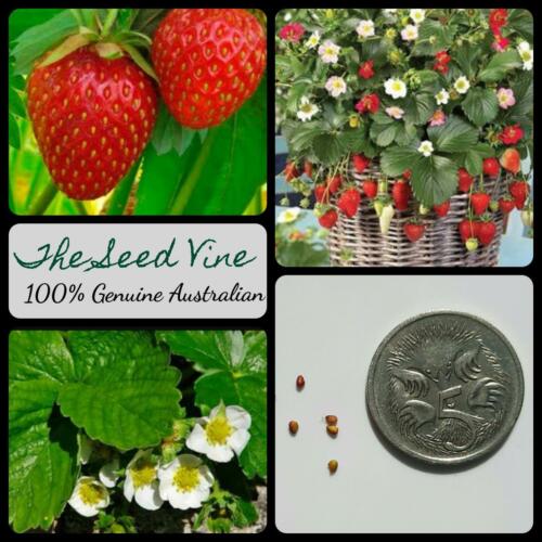 Copy of 20+ Organic Strawberry Seeds (Fragaria x ananassa)