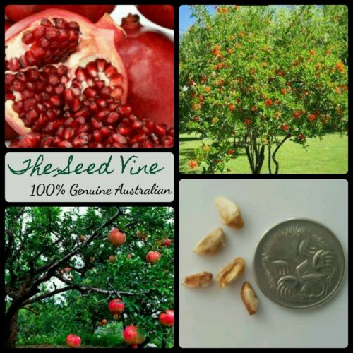 20+ Organic Pomegranate Seeds (Punica granatum)
