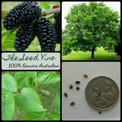 10+ Black Mulberry Organic Seed Pack (Morus nigra)