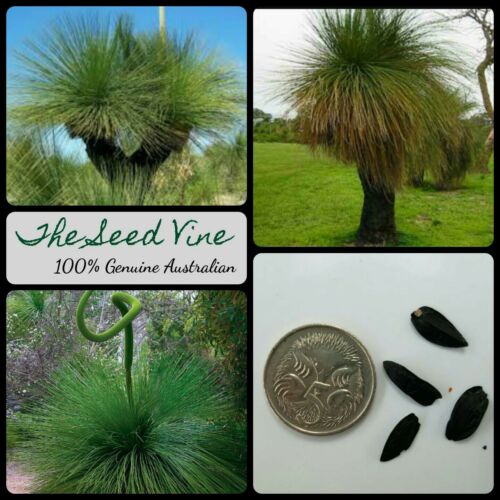 20+ Black Boy Grass Seeds (Xanthorrhoea preissii)