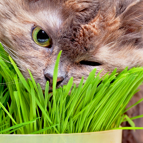 GARDEN KNIGHT™ Cat Grass Seed Packs (Approx. 6000 seeds)