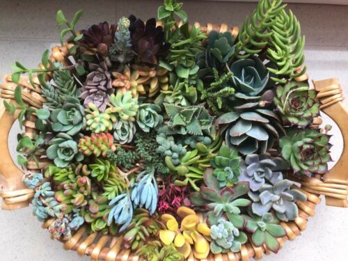 mld succulents