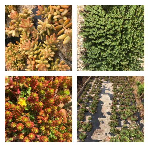 10 x Freshly Pruned Succulent Cuttings Starter Pack