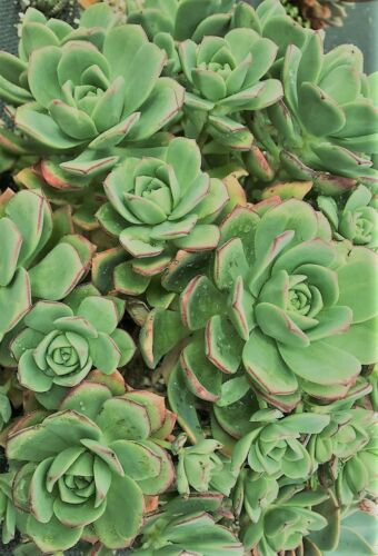 20 x Freshly Pruned Succulent Cuttings Pack (No Repeat Cuttings)