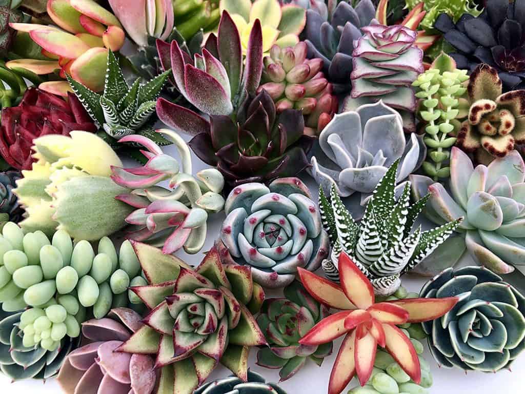 Succulents australia